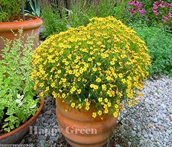Yellow Signet Marigold Flower Seeds – Heirloom Non-GMO Seeds for Garden Planting