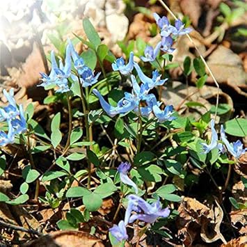 Blue Swan Flower Seeds for Planting, 100 pcs