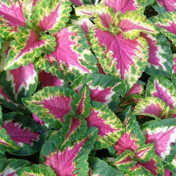 Heirloom Green Pink Coleus Flower Seeds for Planting – Non-GMO, Vibrant Ornamental Foliage Variety