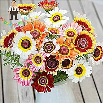 Gerbera Flower Seeds for Planting - 100 pcs