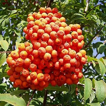 Orange Sorbus Alnifolia Fruit Seeds - Ornamental Fruit Tree for Your Yard, GMO Free