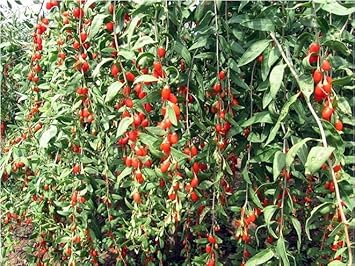 Goji Wolfberry Fruit Seeds - Grow Nutritious Superfoods in Your Garden 100 Pcs pcs