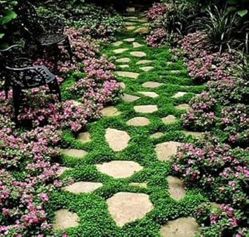 Heirloom Non-GMO Pink Dichondra Repens Plant Seeds – Ornamental Ground Cover for Garden Planting