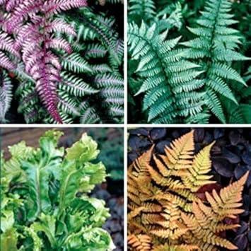Fern Plant Seeds for Garden Planting - heirloom & Non GMO Seeds