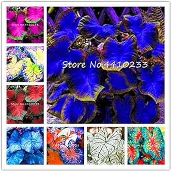 Caladium Sky Blue Flower Seeds for Planting NON GMO Seeds