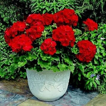 Pelargonium Flower Seeds in Dark Red - 100 pcs