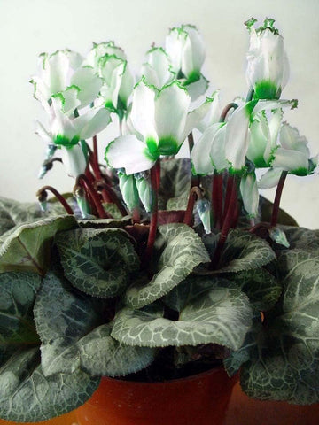 Green White Cyclamen Flower Seeds for Planting - NON GMO Seeds
