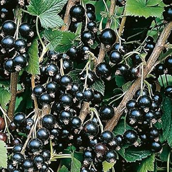 Blackcurrant Ribes nigrum seeds for tart berry garden