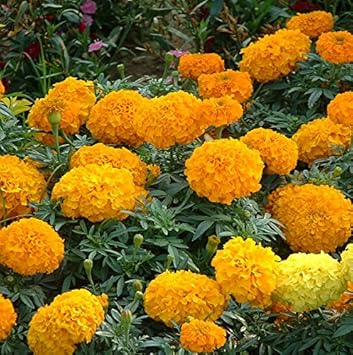 Organic Yellow Marigold Flower Seeds for Planting – Heirloom, Non-GMO, Fresh Garden Seeds