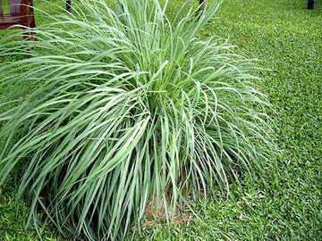 Premium Lemongrass Seeds for Gardening – Non-GMO, High Germination See