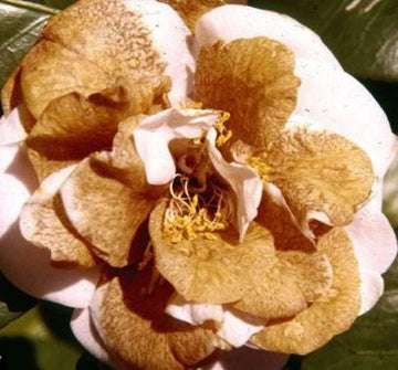 Brown Camellia Seeds for Planting – Organic, Heirloom, Non-GMO Flower Seeds