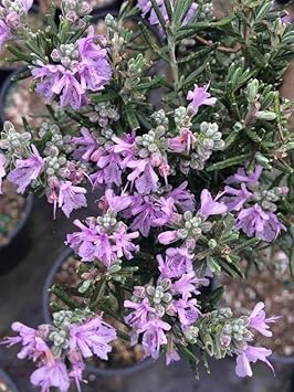 Pink Rosemary Plant Seeds for Planting Non-GMO Heirloom Garden Seeds for Growing