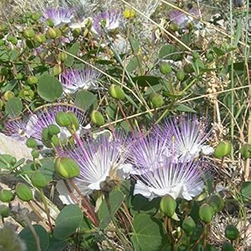 White Pink Capparis Spinosa Plant Seeds for Planting - NON GMO Seeds