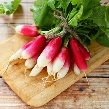 Radish Seeds for Planting, 100 Pcs pcs