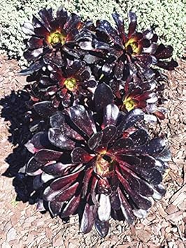 Black Atropureum Flower Seeds for Planting - NON GMO Seeds