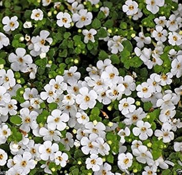 White Waterhyssop Flower Seeds for Planting - 100 pcs