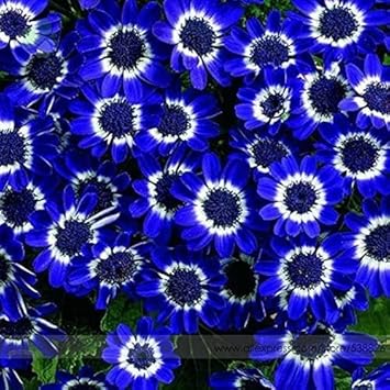 Organic Blue Bellis Perennis Seeds for Planting – Heirloom, Non-GMO