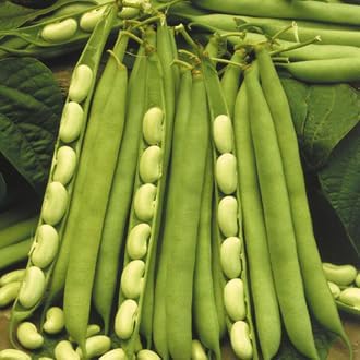 Pole Bean Phaseolus vulgaris seeds for garden planting