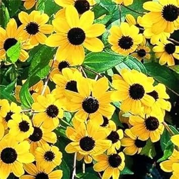 Yellow Rudbeckia Triloba Flower Seeds for Planting 100 pcs