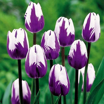 White Purple Flower Seeds for Planting â€“ Heirloom, Non-GMO, Vibrant Garden Blooms