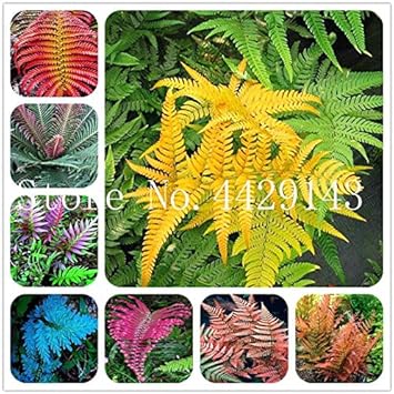 Fern Dark Pink Plant Seeds for Planting heirloom & Non-GMO Seeds