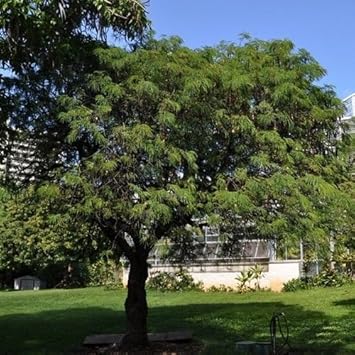 Green Desert Fern Flower Seeds for Garden - heirloom & Non GMO Seeds