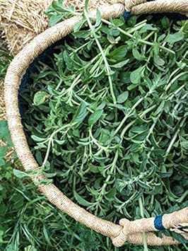 Green Pennyroyal Herb Plant Seeds for Aromatic and Pet-Friendly Gardens – Fresh Herb for Your Garden