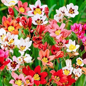 Mixed Sparaxis Flower Seeds for Planting - 100 pcs