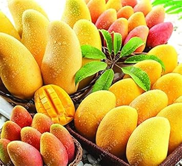 Yellow Mango Tree Seeds for Planting - Sweet, Tropical Mango Cultivation, Heirloom Seeds