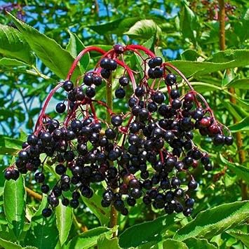 Elderberry fruit seeds