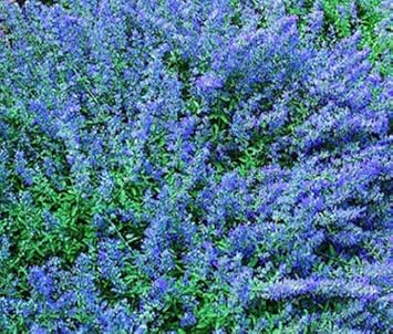 Heirloom Non-GMO Blue Catmint Flower Seeds for Planting – Aromatic Blooming Flower Seeds