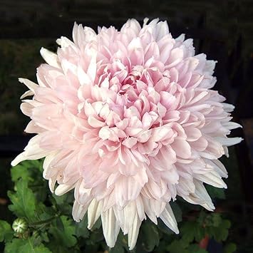 Baby Pink Chrysanthemum Flower Planting Seeds for Garden NON GMO Seeds