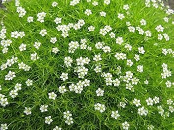 White Sagina Subulata Flower Seeds for Planting, 100 pcs