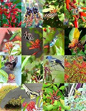 Mixed Hamelia Patens Flower Seeds for Planting - 100 pcs