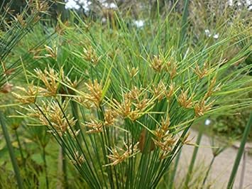 Papyrus Reed Cyperus papyrus seeds for planting