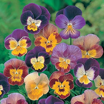 Heirloom Non-GMO Mixed Viola Sorbet Flower Seeds for Planting – Colorful Blooming Flower Seeds
