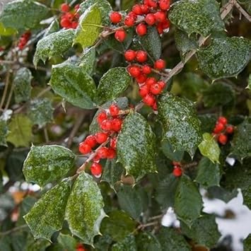 Red Ilex Opaca Fruit Seeds - Hardy Shrubs with Red Berries for Ornamental Appeal 100 Pcs pcs