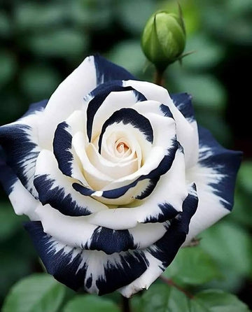 Black and White Rose Flower Seeds for Planting Non-GMO Heirloom Garden Seeds for Growing