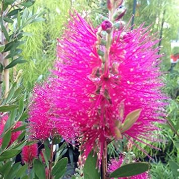 Pink Bottle Brush Flower Seeds for Planting, 100 pcs