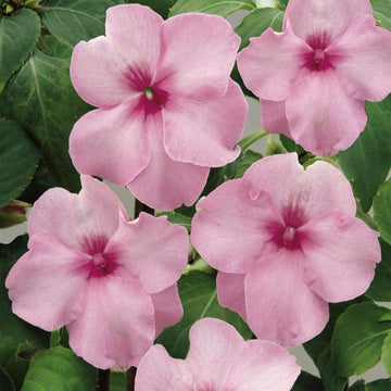 Pink Impatiens Flower Seeds for Planting – Organic, Heirloom, Non-GMO Shade Garden Seeds
