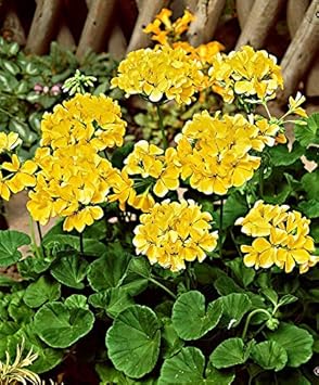 Yellow Geranium Flower Seeds 100 Pcs pcs