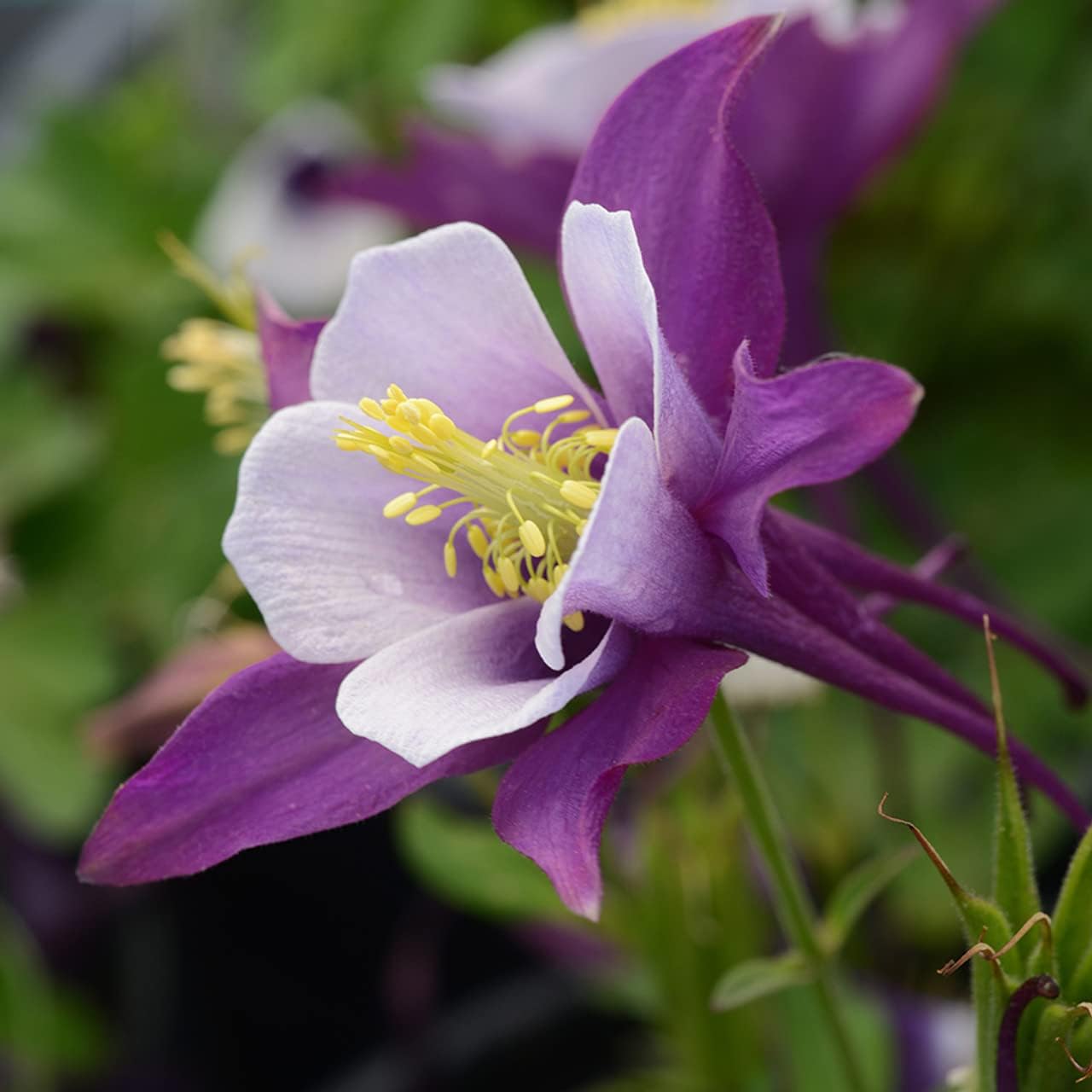 Aquilegia Plant Seeds for Planting ƒ?? Organic, Heirloom, Non-GMO Columbine Flower Seeds for planting in your garden.