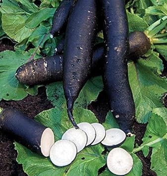 Radish Seeds for Planting Black - 100 Pcs pcs