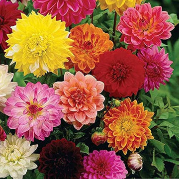 Dahlia Opera Mix Flower Seeds, Heirloom, Non-GMO Seeds for Planting