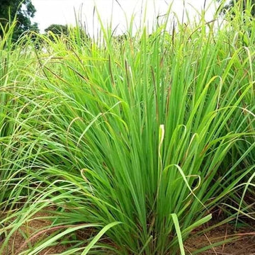 West Indian Lemongrass (Cymbopogon citratus) – Aromatic, Flavorful, and Easy-to-Grow Culinary Herb