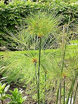 Heirloom Papyrus Plant Seeds for Planting 100 pcs - Papyrus for planting in home garden