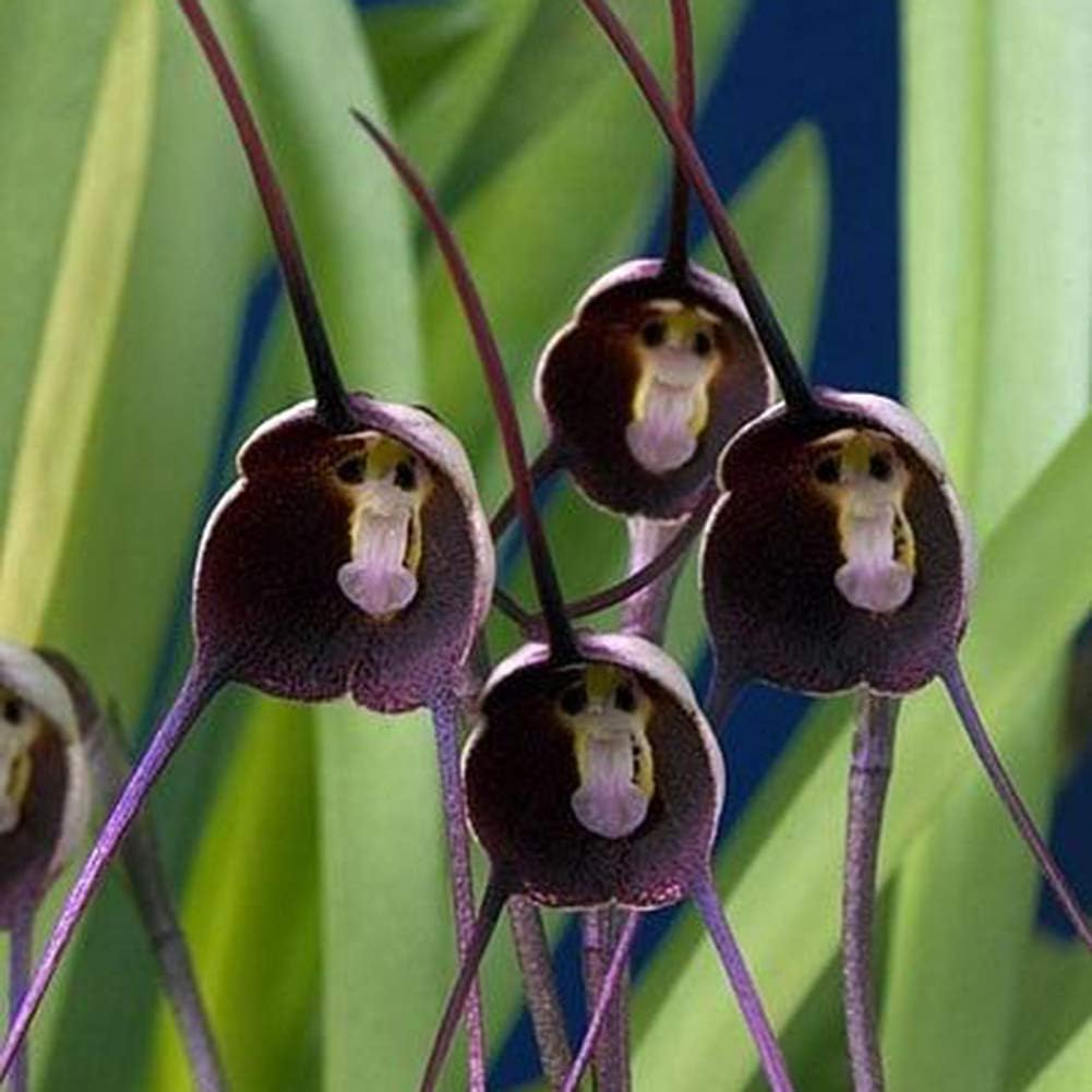 Monkey Face Violet Flower Seeds for Planting - 100 pcs for planting in your garden.
