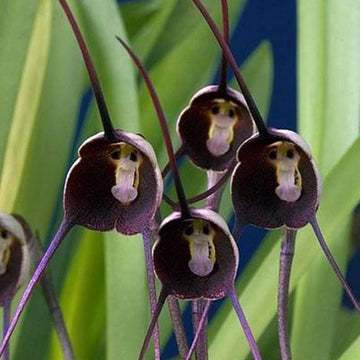 Monkey Face Violet Flower Seeds for Planting - 100 pcs