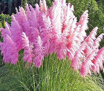 Purple Pampas Grass Seed