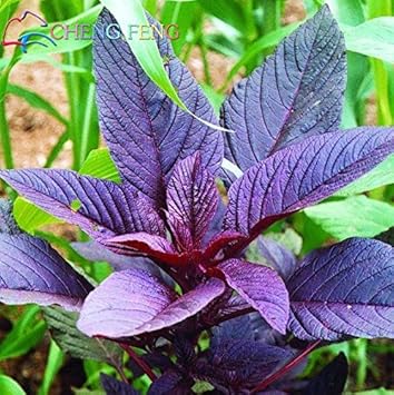 Violet Jamaican Callaloo Seeds for Planting heirloom & Non-GMO Seeds